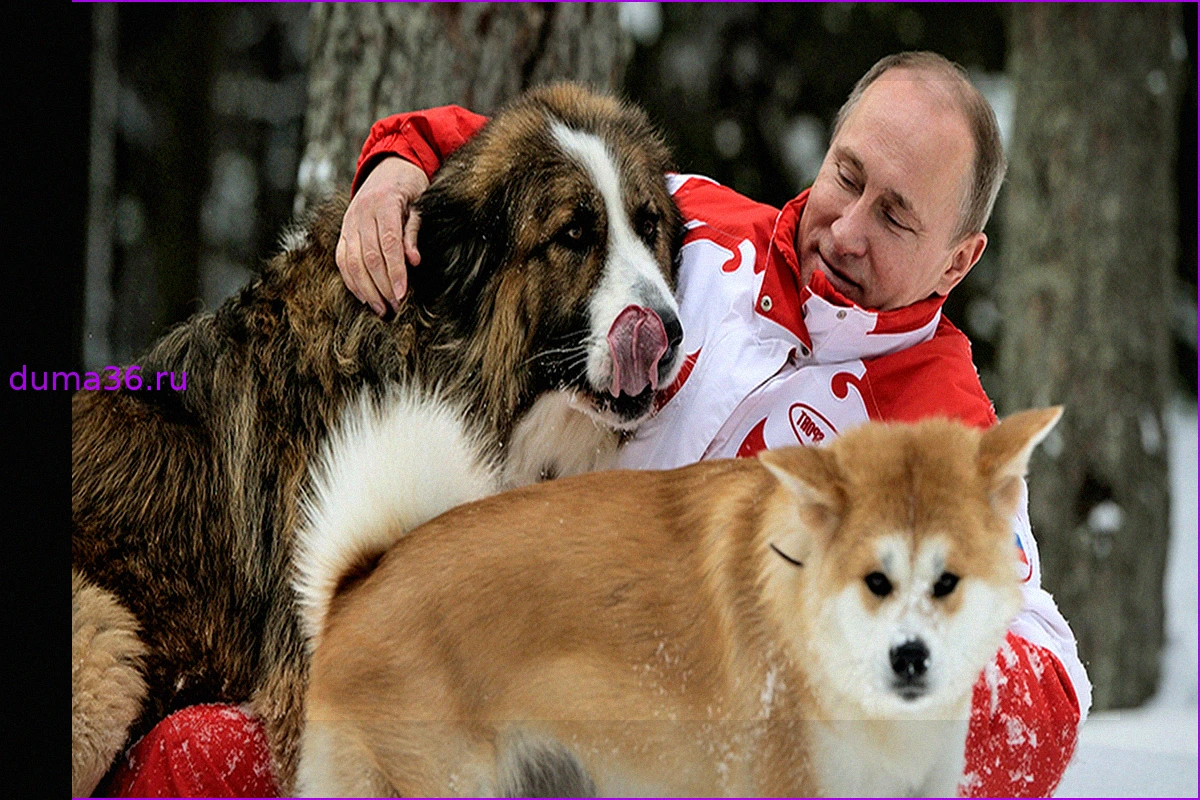 Подарок Путину: фарфоровый сервиз в стиле Мао Цзэдуна